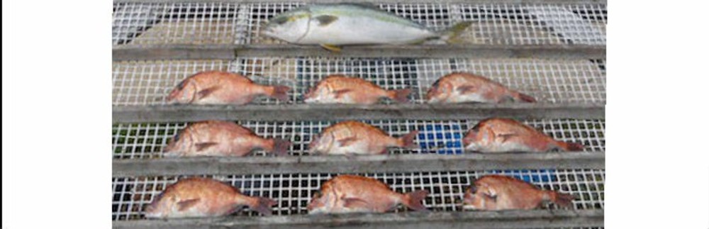 釣り大好き♪