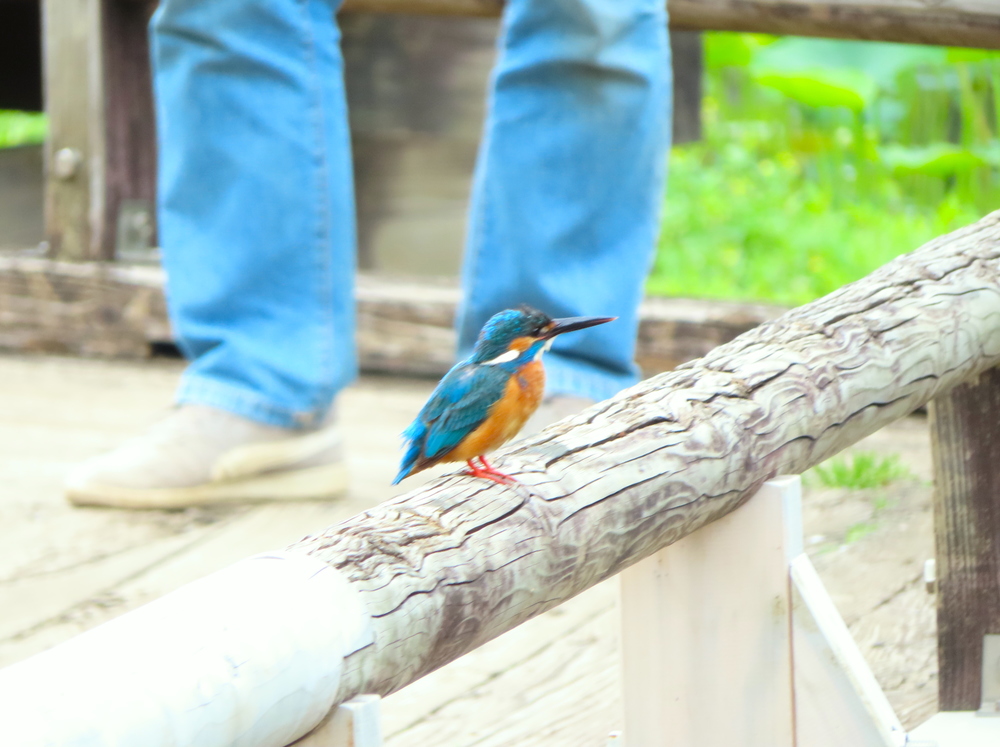 神奈川県 カメラ旅 散歩サークル 野鳥観察会 神奈川県で カメラ旅 散歩の活動中メンバー募集中 カメラ旅 散歩 掲載サークル数日本一 サークルメンバー募集中 社会人の為のサークル活動支援プラットフォーム つなげーと