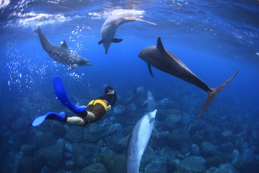 初級者ダイビングサークル《DOLPHIN~ドルフィン~🐬》
