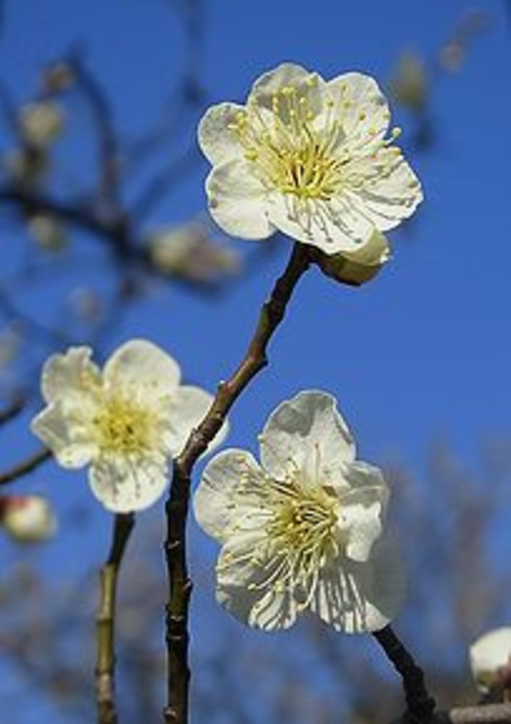 神代植物公園撮影(梅など)