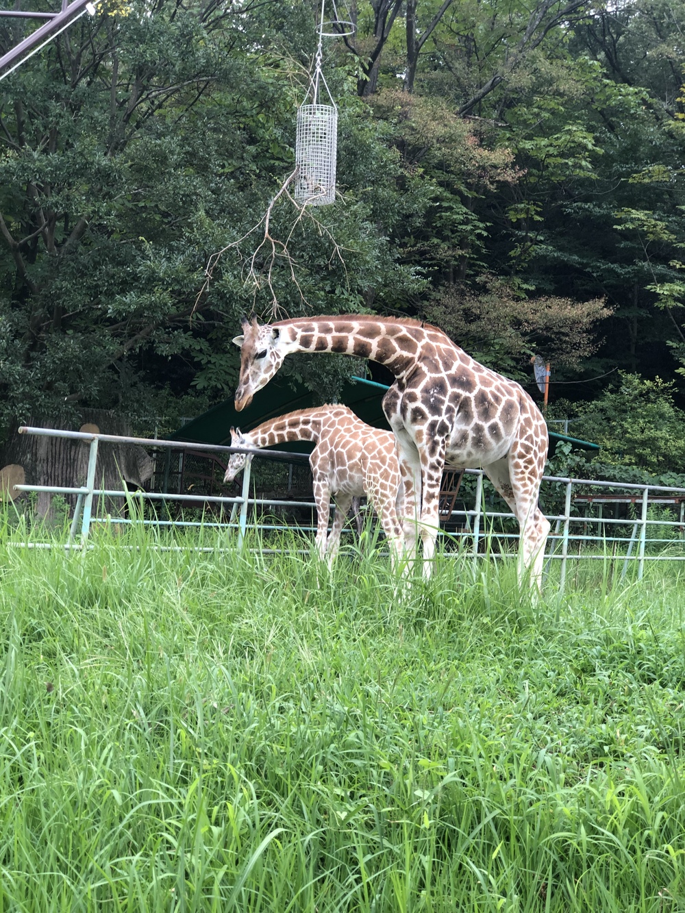 スペシャル企画‼️大人の遠足 東山動物園へ行こう🐨