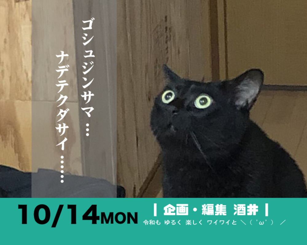 (終)■10/14 【モフ活】街歩き 保護猫とカレーを極める【カメラ旅】