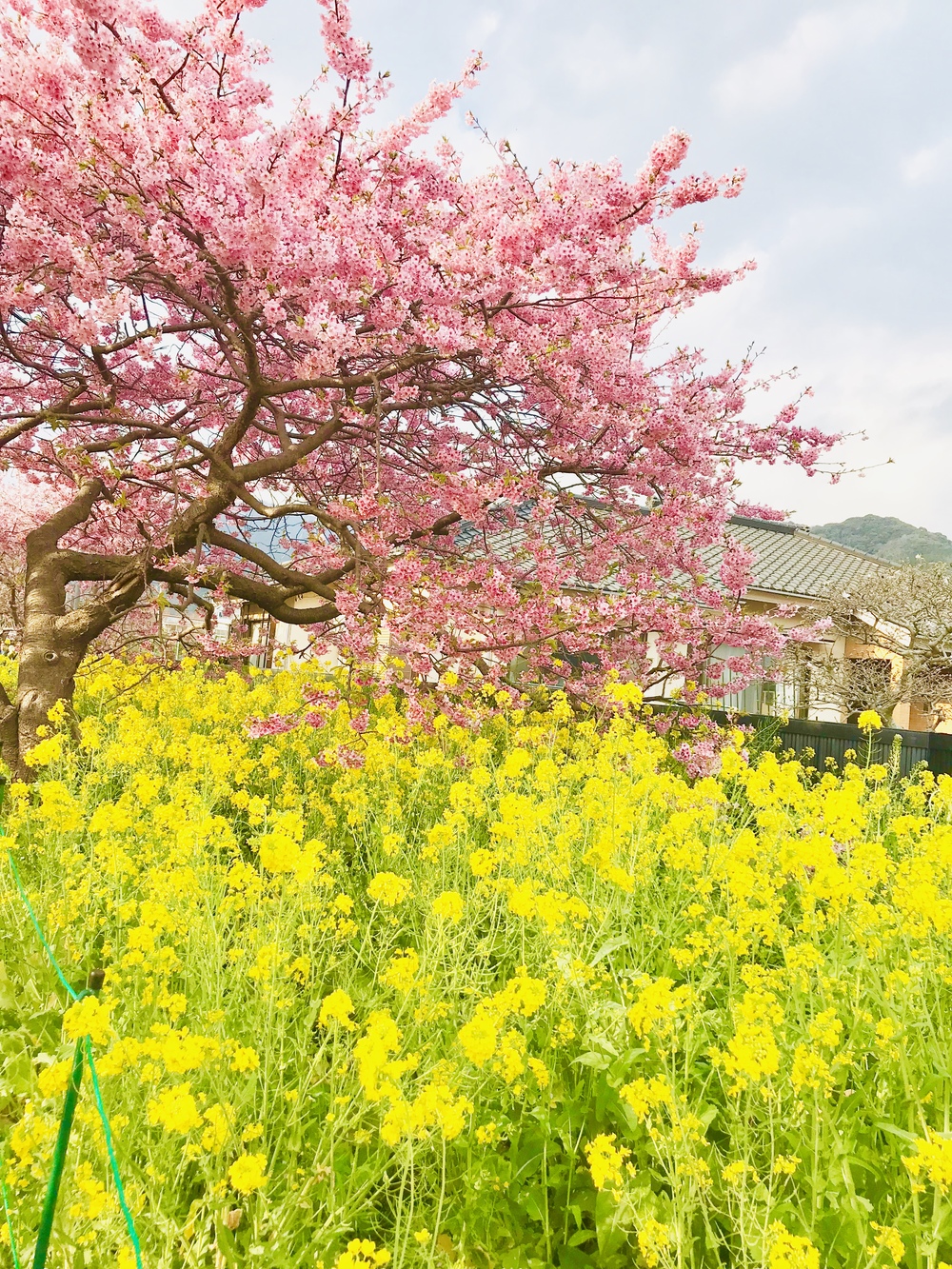 みさきまぐろきっぷで行く河津桜と菜の花巡り