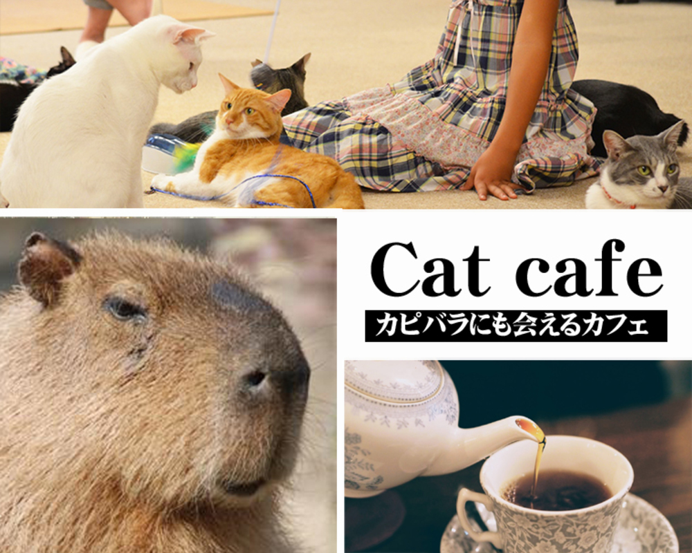 🐈【終】■3/7 【モフ企画】保護猫カフェ カピねこ に行きますฅ(・ω・)【食べ歩き】