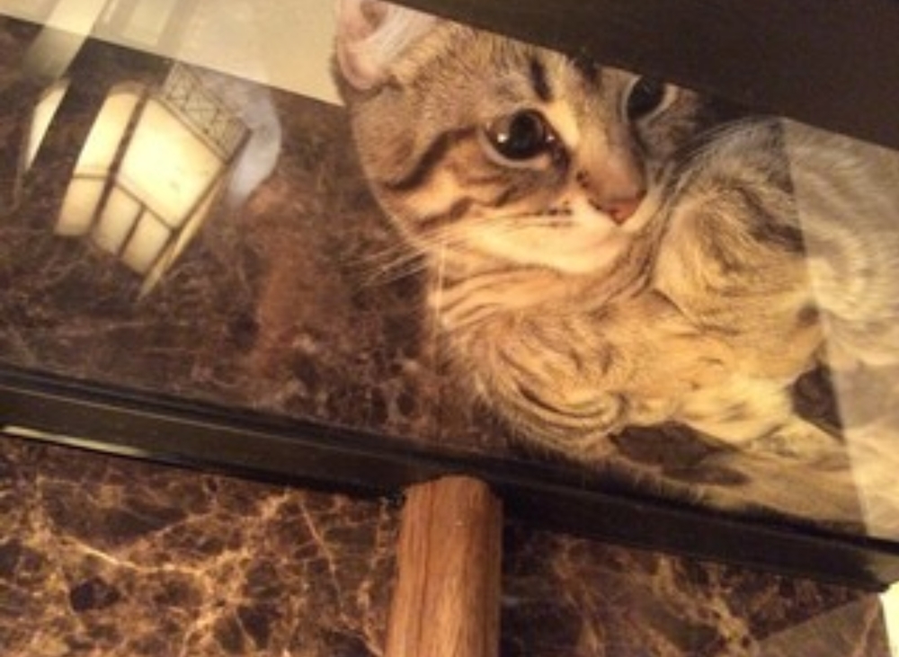 ガラス越しの猫ちゃんに癒されカフェタイム