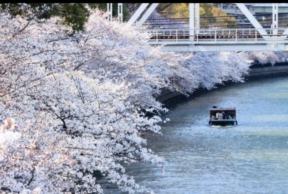 毛馬桜ノ宮公園で桜撮影
