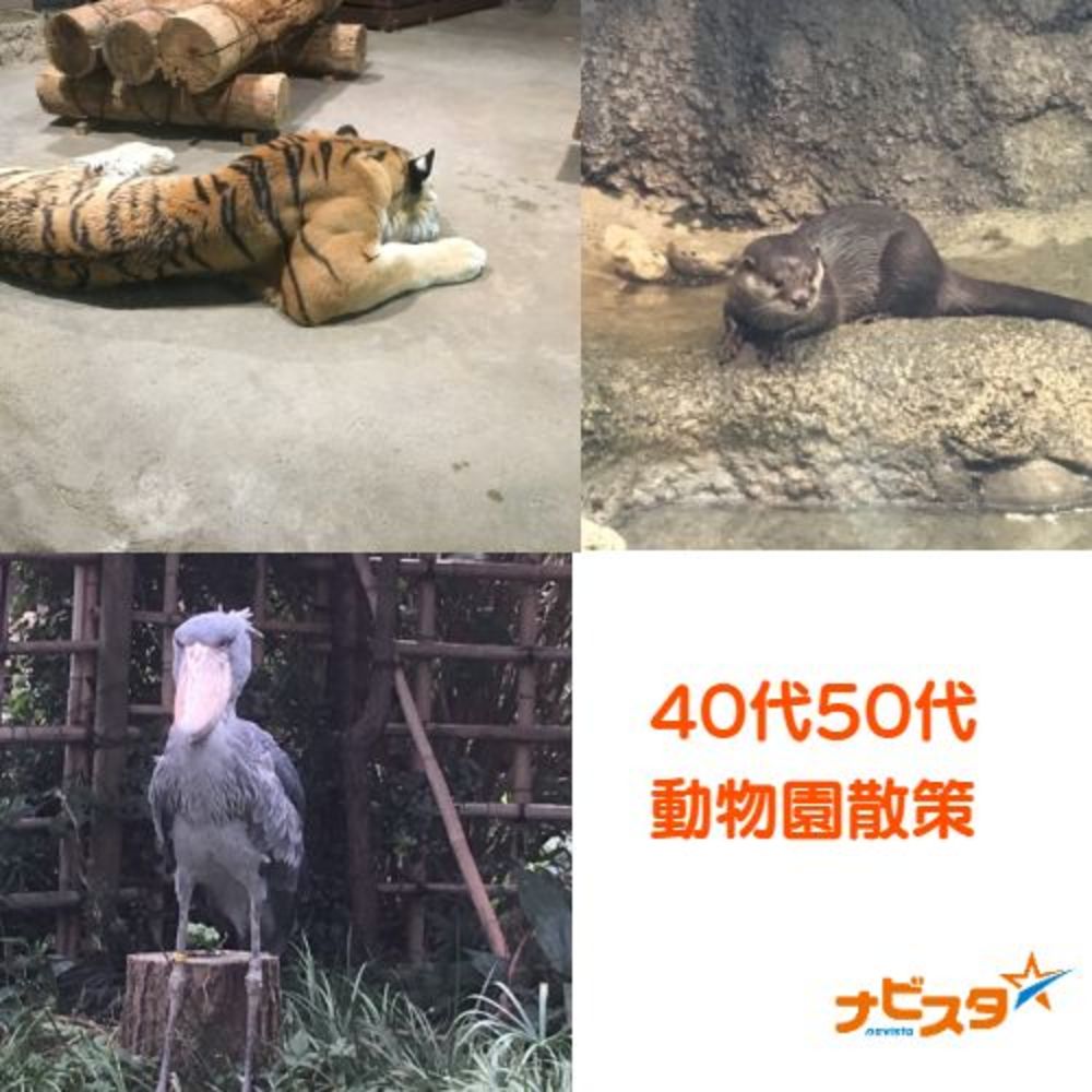 40代50代中心 千葉市動物園出会い散策