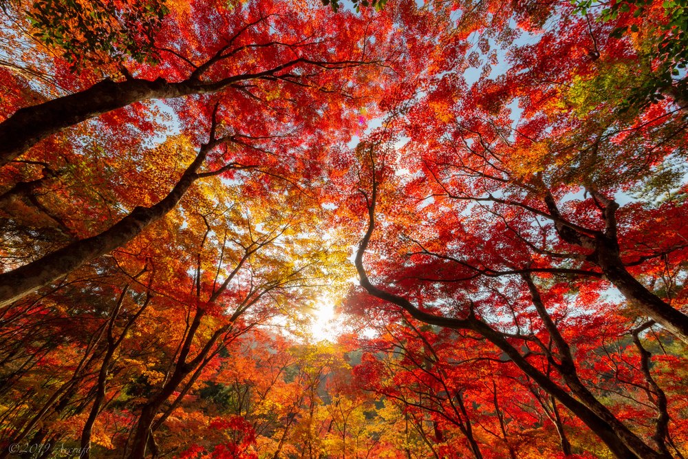 11月22日 有馬温泉紅葉路地裏巡り