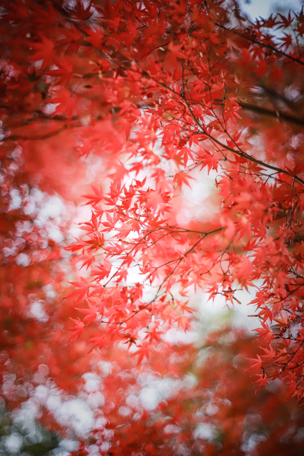 紅葉撮りに行きましょ。