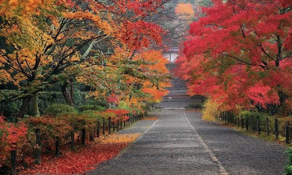 嵐山紅葉見に行く