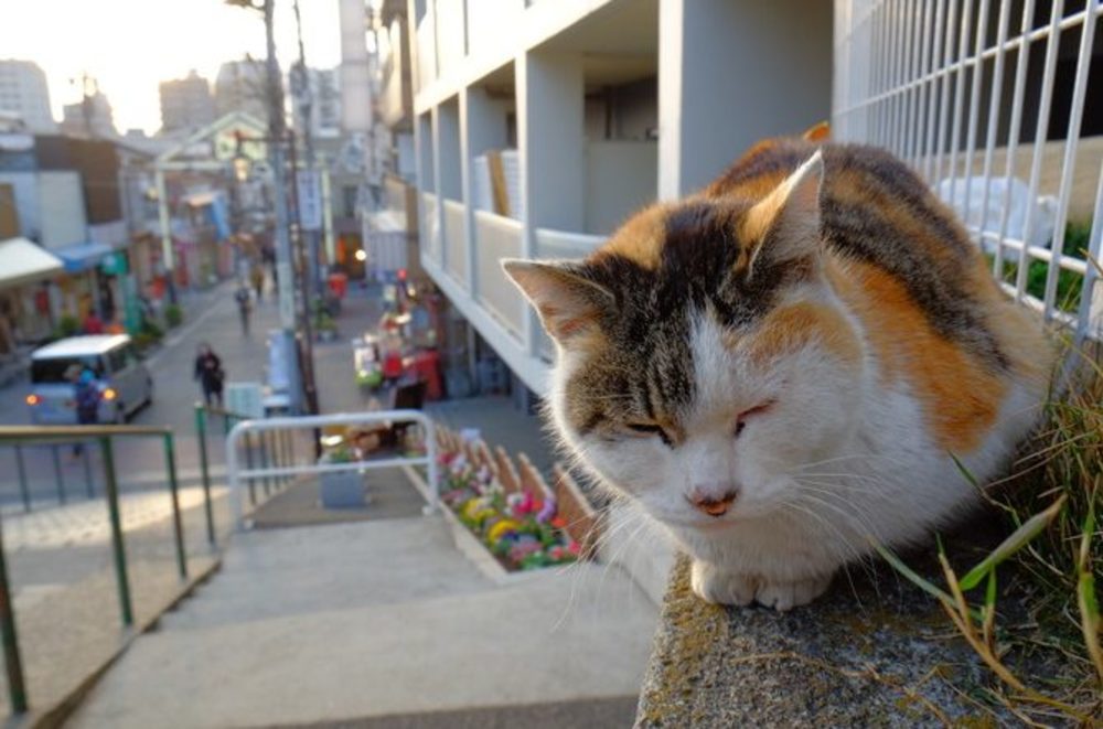 【猫がくつろぐ商店街!】谷中ぎんざでほっこり街歩きしながらB級グルメを味わおう!