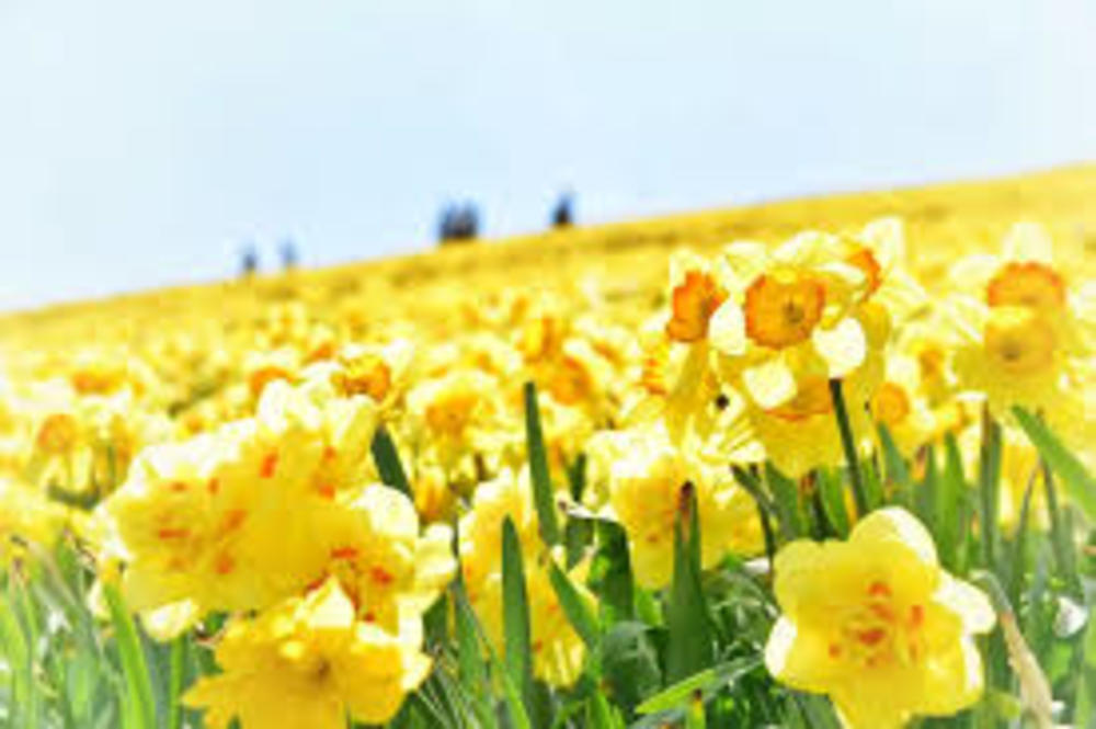 【5月15日】蓬莱山~びわ湖バレイと水仙鑑賞会~(定員5名/残席1名)