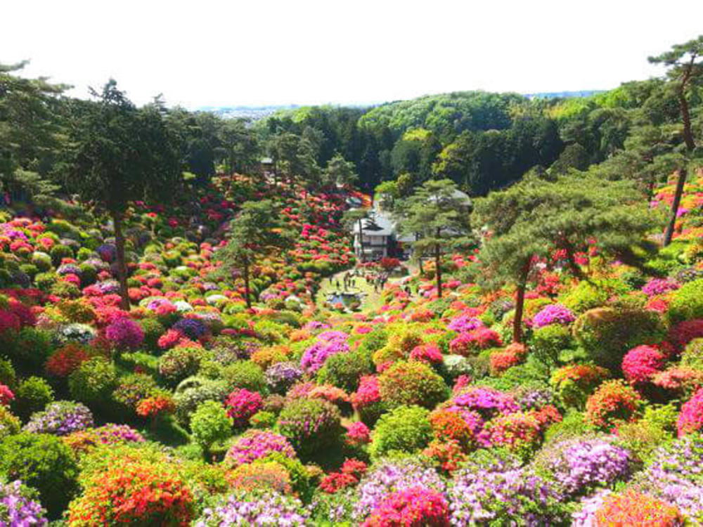 塩船観音寺でツツジ撮影📸