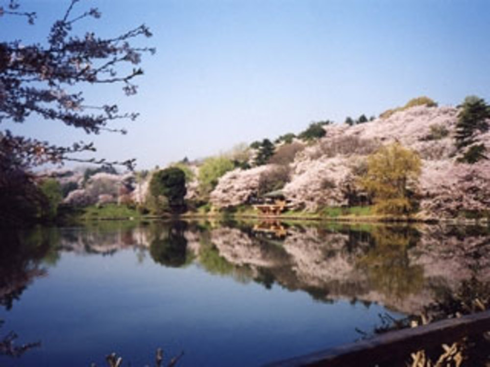 3/28(日)三ツ池公園花見ハイキング