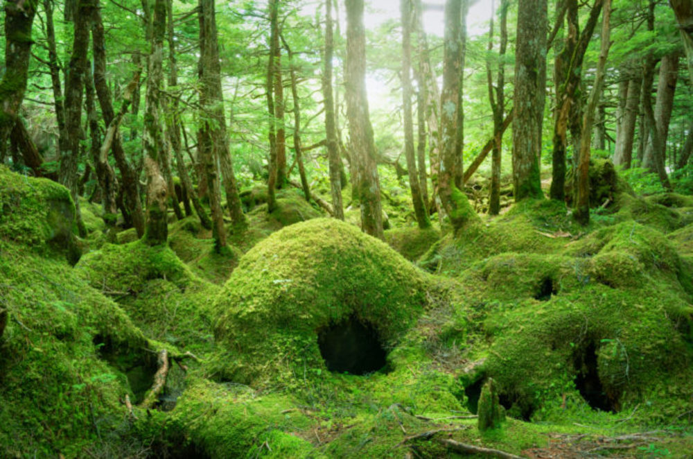 【雨天の為中止!】白駒池〜清里テラスで撮影📸