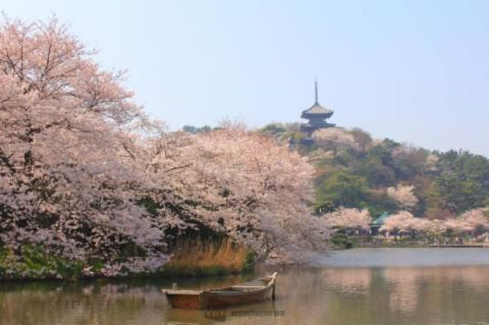横浜市三溪園で桜を撮ろう