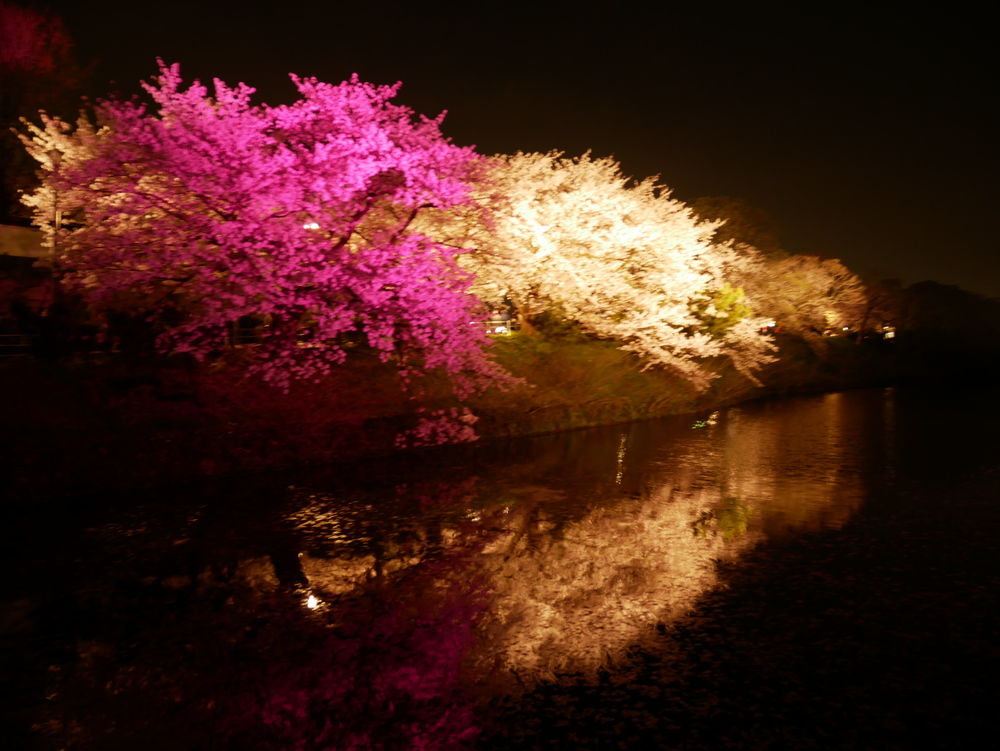 夜のお花見🌸🌙*゚
