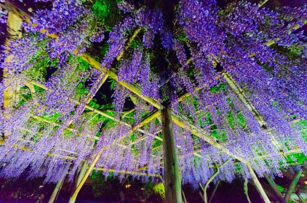 亀戸天神社へ、藤を撮りに行きましょう
※ライトアップは中止になりました