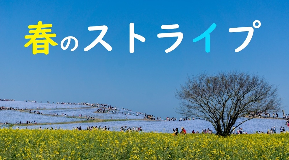 ひたち海浜公園みはらしの丘ネモフィラ撮影会