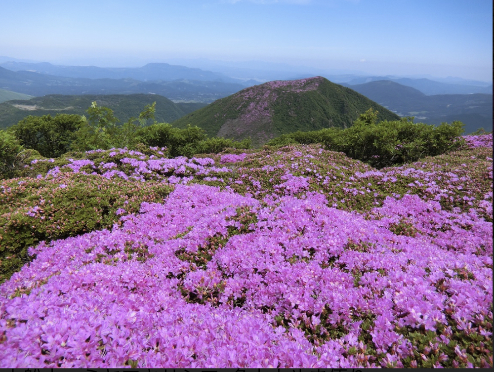 九重大船山登山 ミヤマキリシマ 中級