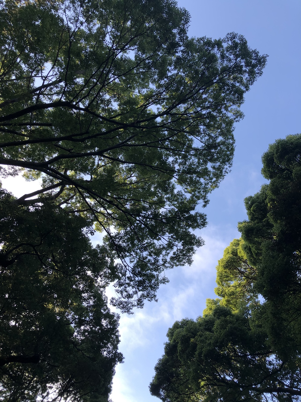【都会で森林浴!?】代々木公園で一緒にお散歩しましょう!