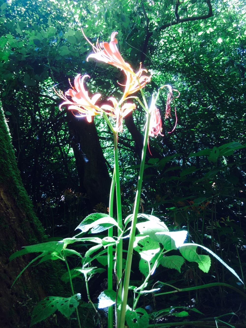 井原山オオキツネノカミソリ撮影登山📷
初級