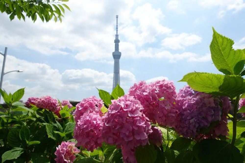 【カメライベント】隅田公園のアジサイロードをブラブラしましょう