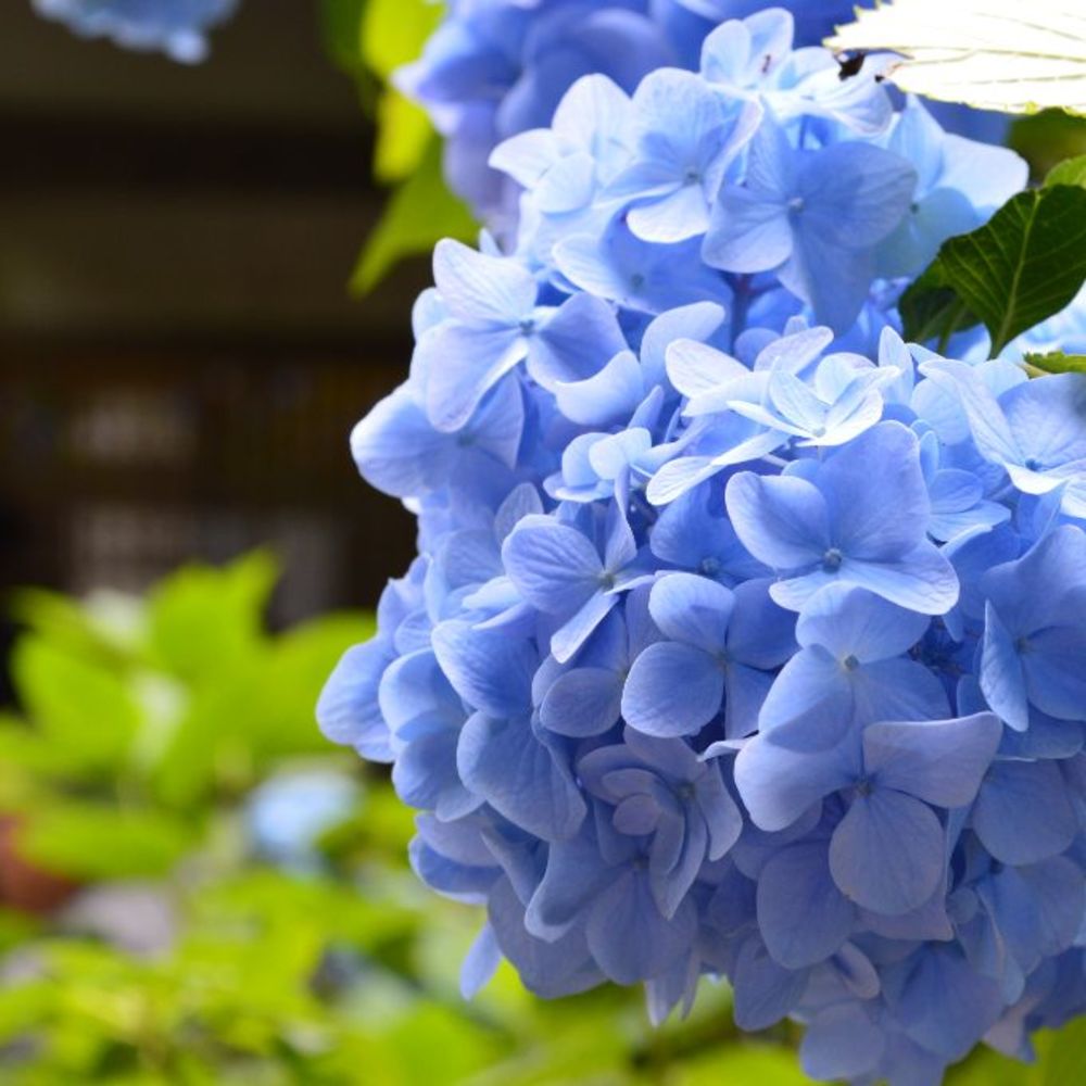 【カメライベント】鎌倉の紫陽花名所を回りましょう
※たぶんたくさん歩きます