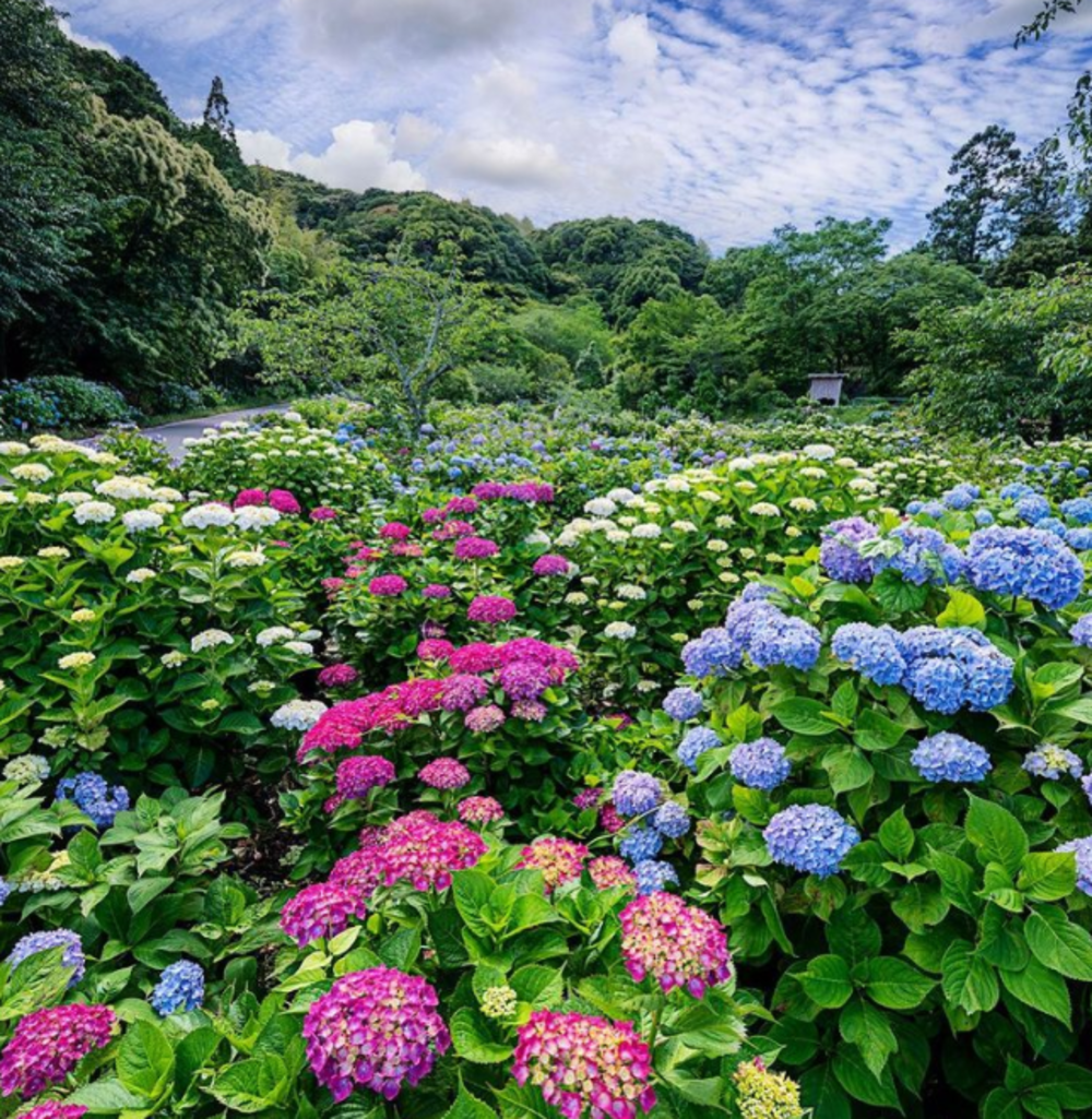 【天拝山歴史自然公園のあじさい園へ行こう!】ゆったりした休日を公園で過ごそう!