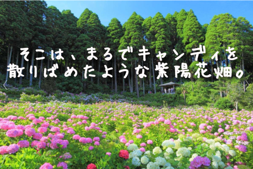 あじさいおさんぽ撮影会 ~ 私だけの紫陽花写真を撮ろう ~