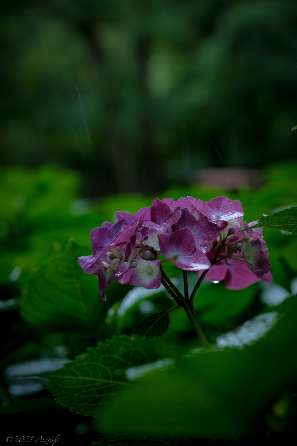 7月11日に変更!「ゆるもやカメラ旅」久々の撮影企画催行!「梅雨のあいまの紫陽花めぐり」