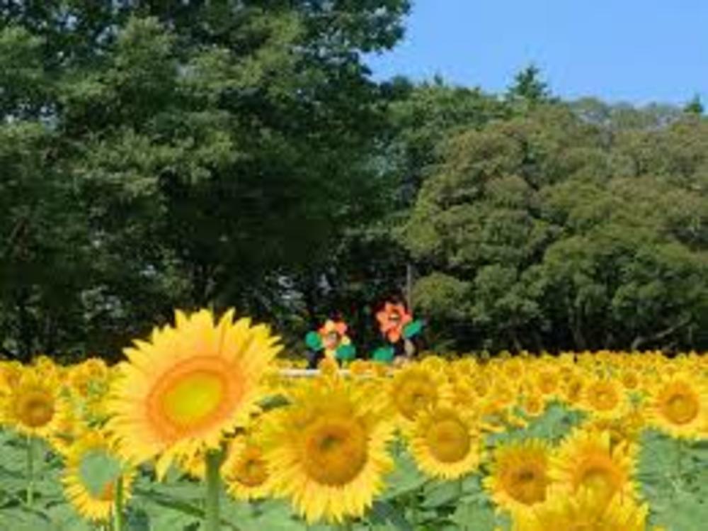 「夏らしくひまわりを見に行こう!」