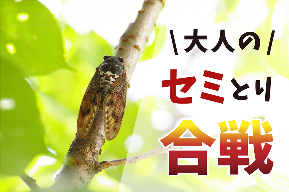 ★現在3名★【セミ取り×ピクニック】
井の頭公園で大人が本気のセミ取り対決🔥
夏を満喫しましょう!!