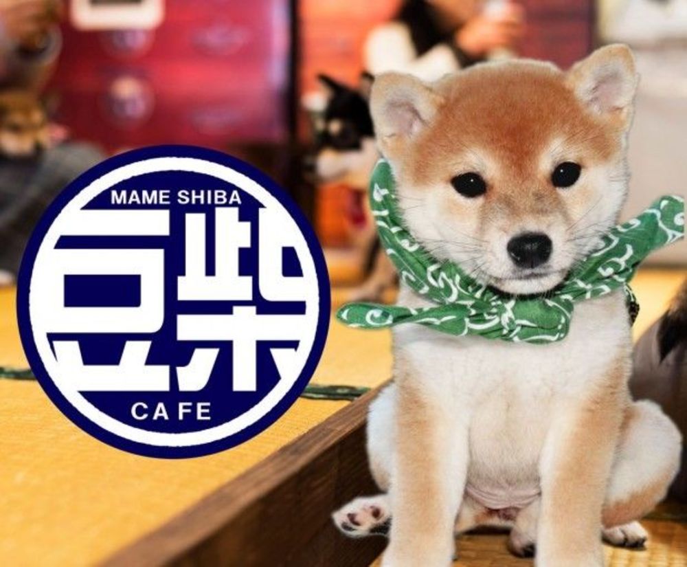 「豆柴カフェへ行こう!」究極の癒し