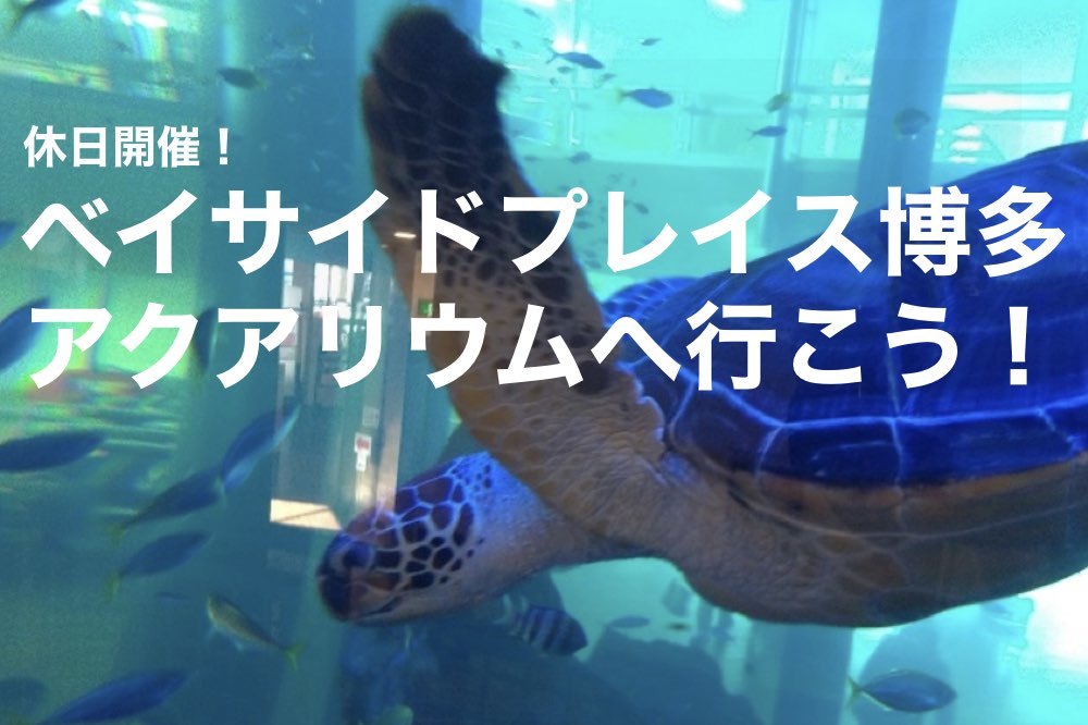 【ベイサイドプレイス博多×アクアリウム】無料なのに充実度120%!巨大水槽を見に行こう〜!