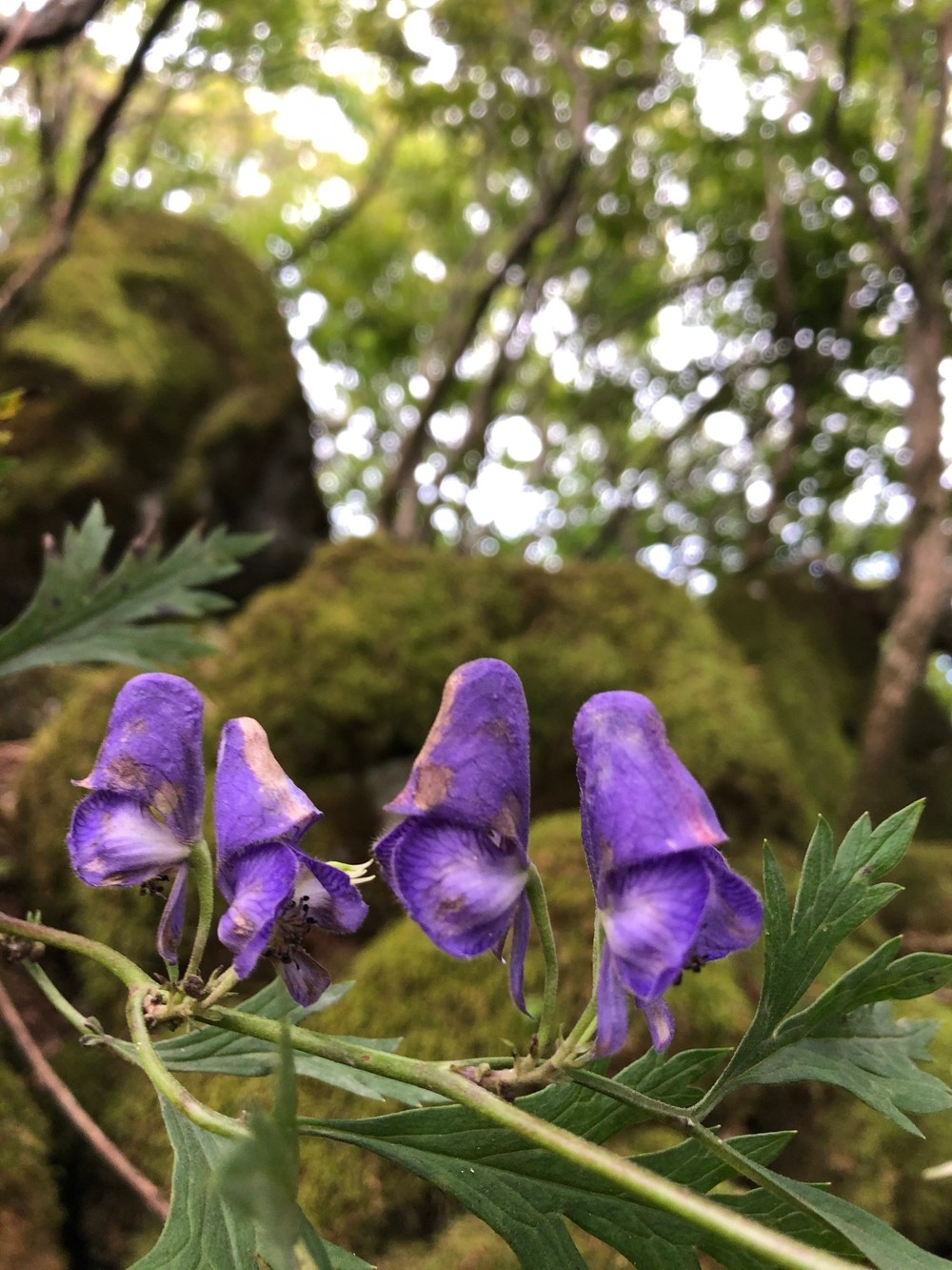 天山登山 トリカブト鑑賞 初級