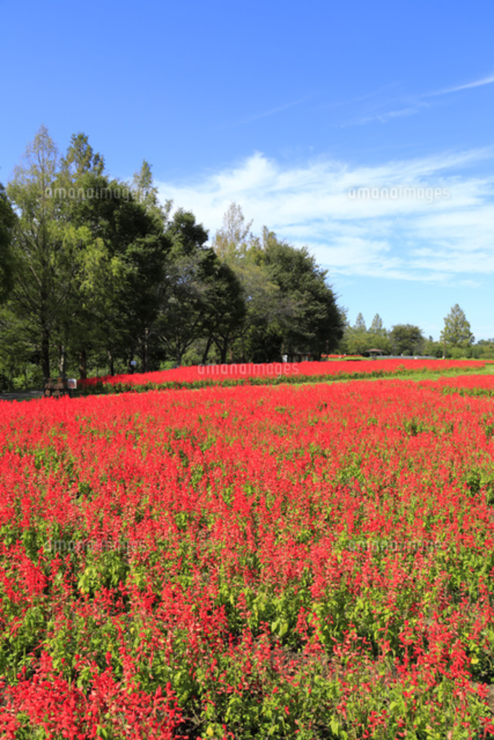 「サルビアの花を見に行こう!何名か無料」
