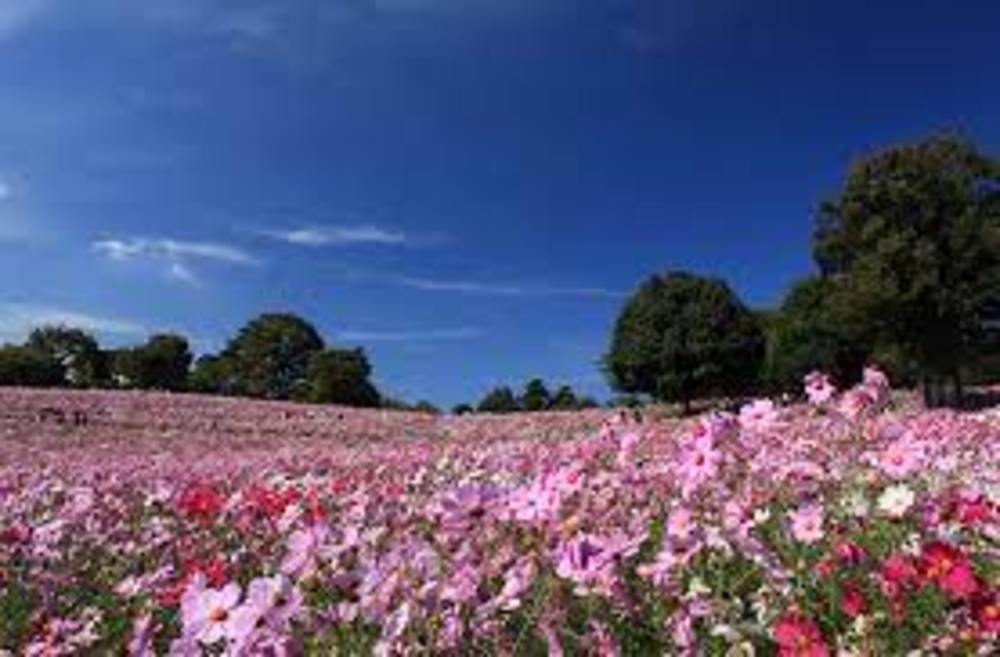 【20代限定】国営昭和記念公園で写真撮影