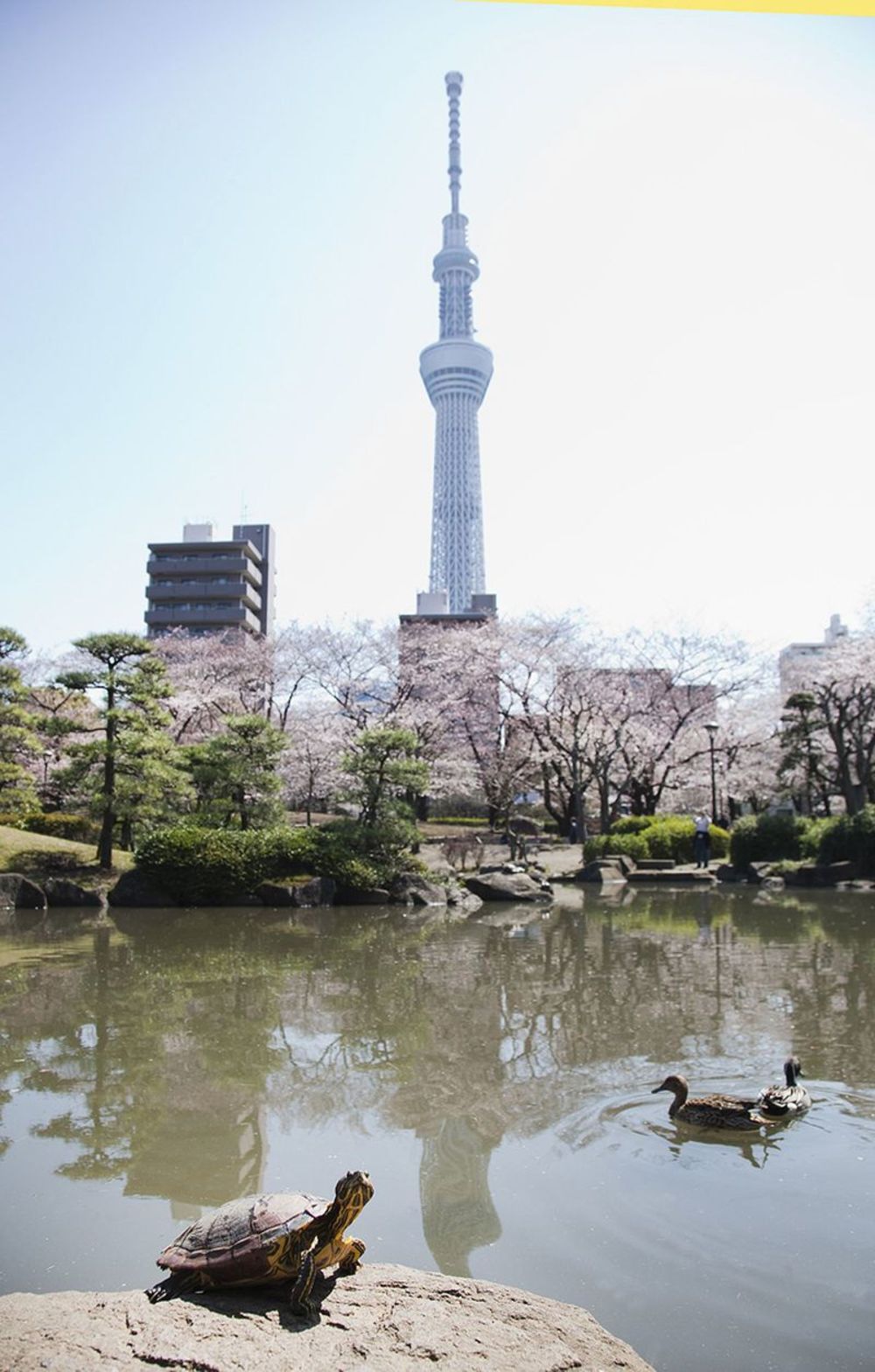 「隅田公園でピクニックしよう!雨なので浅草散策&カフェ会になります」