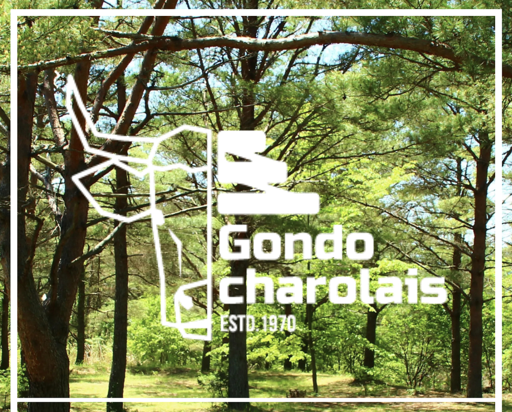 ゴンドーシャロレーキャンプ企画🏕