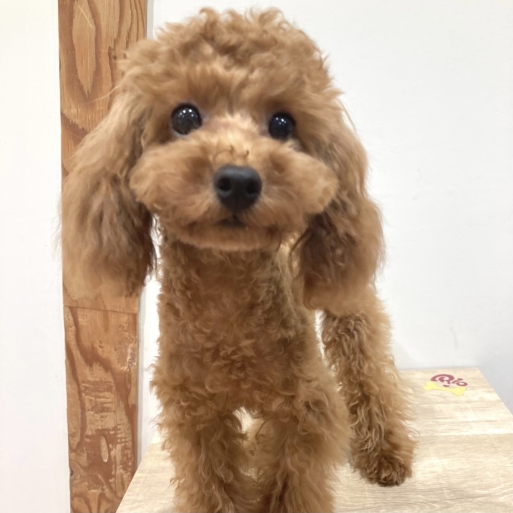 「子犬カフェに行こう!究極の癒し」