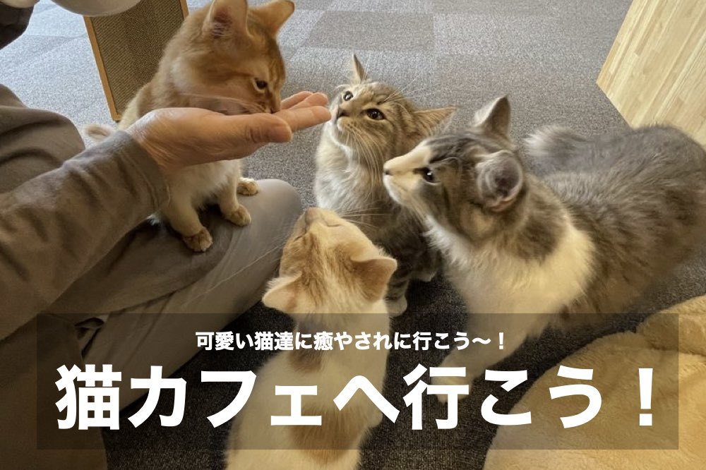 【猫カフェへいこう!】キュートな猫たちと触れ合って、癒やされよう〜!
