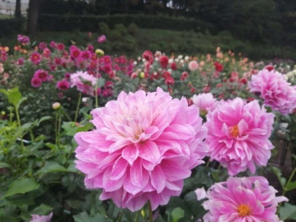 【カメライベント】町田、奇跡のダリア園へ、ダリアを求めてフォトウォーク