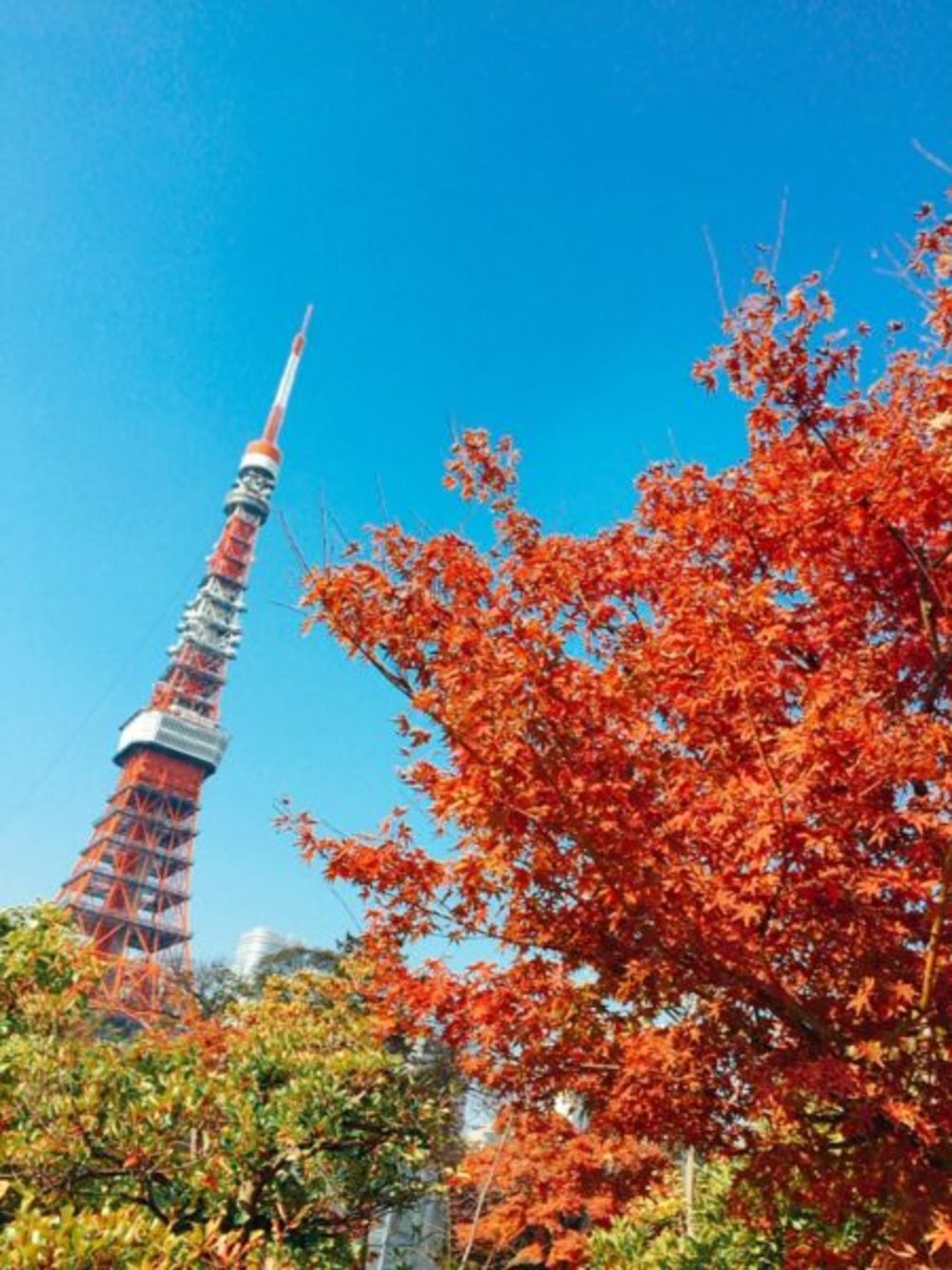 【カメライベント】芝公園へ、東京タワーと紅葉のコントラストを求めてフォトウォーク