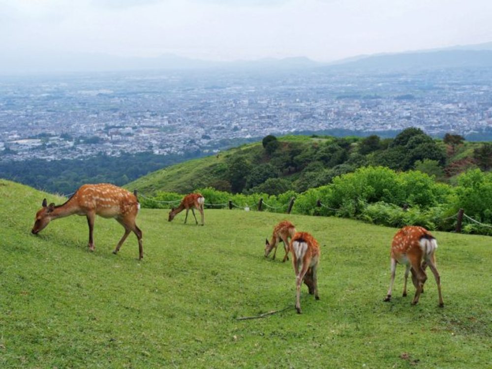 【1月22日(土)】鹿と触れ合おう！奈良公園からの若草山 (定員30名)