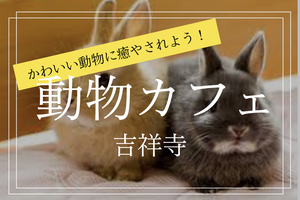【子犬・猫・うさぎカフェ！】吉祥寺の動物カフェにみんなで行こう！
