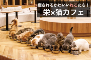 【栄×猫カフェ】猫好き必見！かわいい猫に会いに行こう！