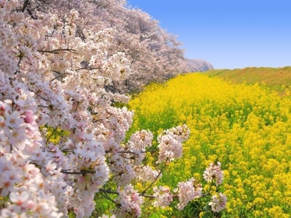 【カメライベント】熊谷桜堤で桜と菜の花とか、ゆるーくフォトウォーク