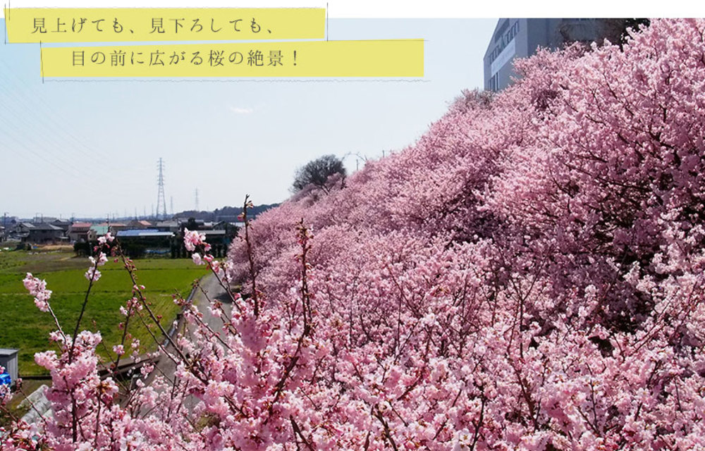 東京写真サークル・春めき桜撮影会2022