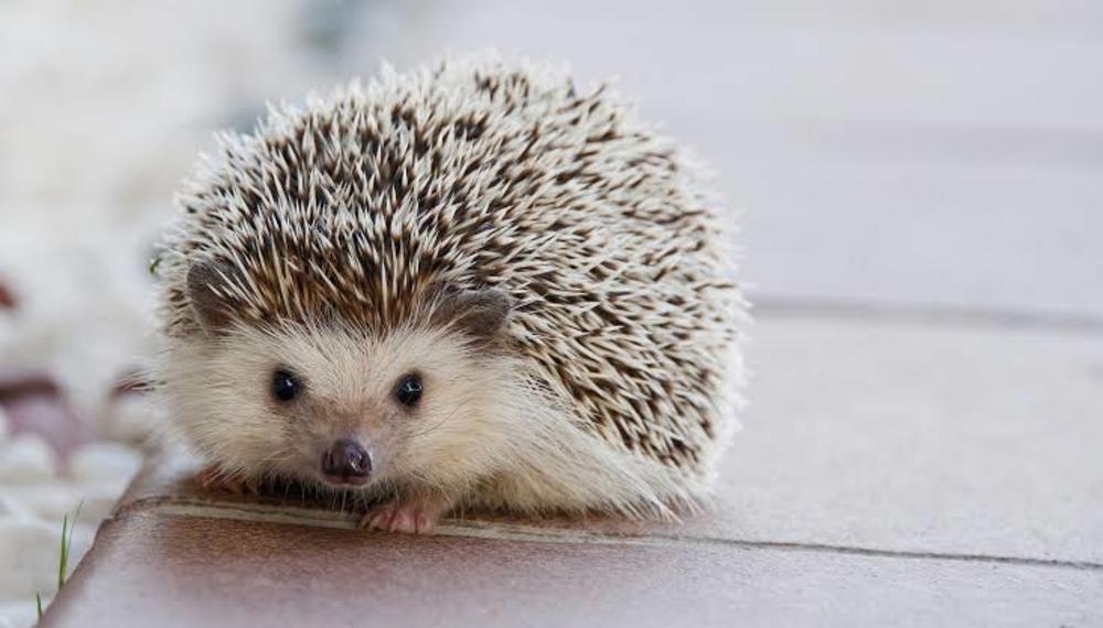 フクロウやハリネズミがいるカフェを満喫しようの会